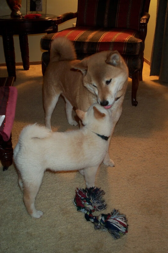 中国围棋协会发布围棋赛事赞助管理办法，中国围棋联赛赞助商