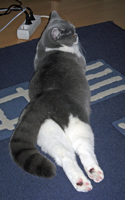 熊猫体育娱乐-马竞战术调整显成效，连续获胜稳固欧战资格，马竞 战术