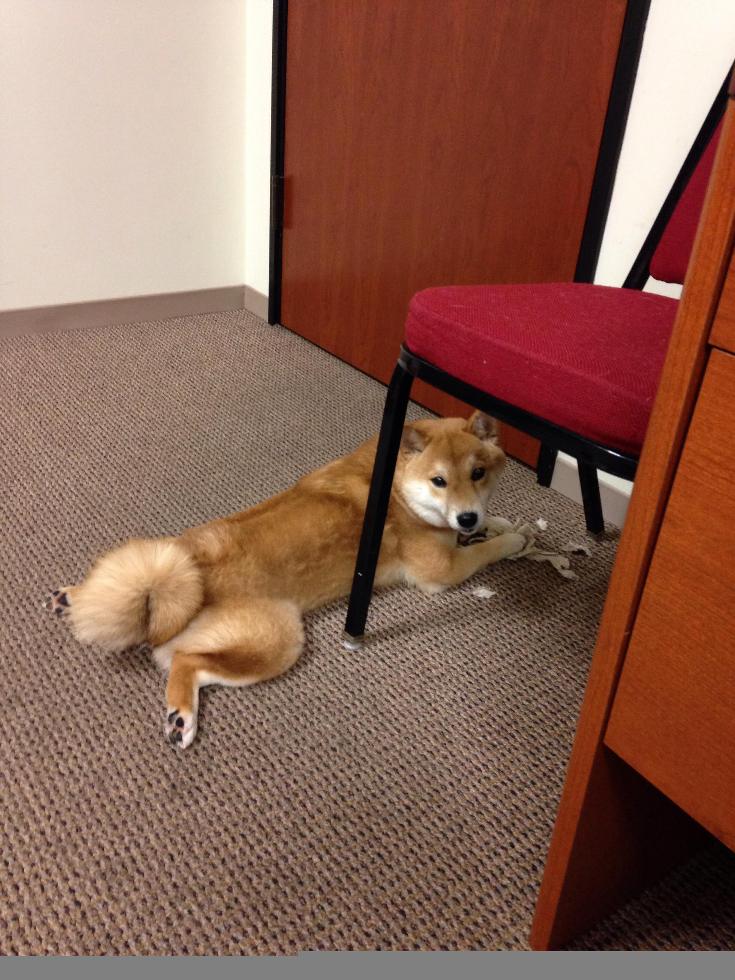 熊猫体育网址-自由泳选手个人最佳成绩联连突破，自由泳2021